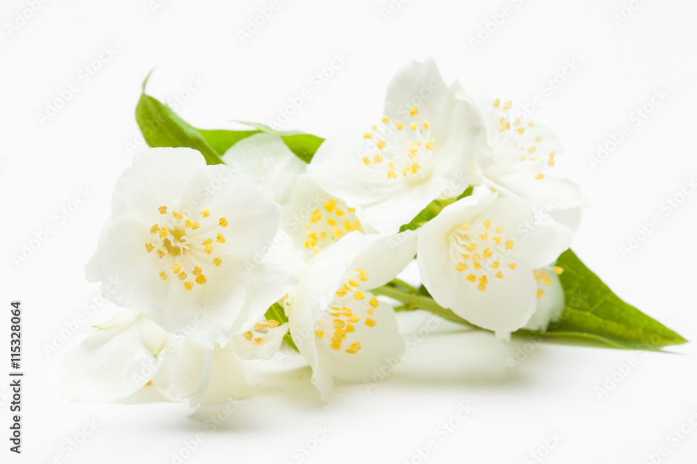 Obraz premium Jasmine flowers on white background