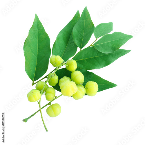 Wallpaper Mural Star gooseberry and leaves on white background Torontodigital.ca