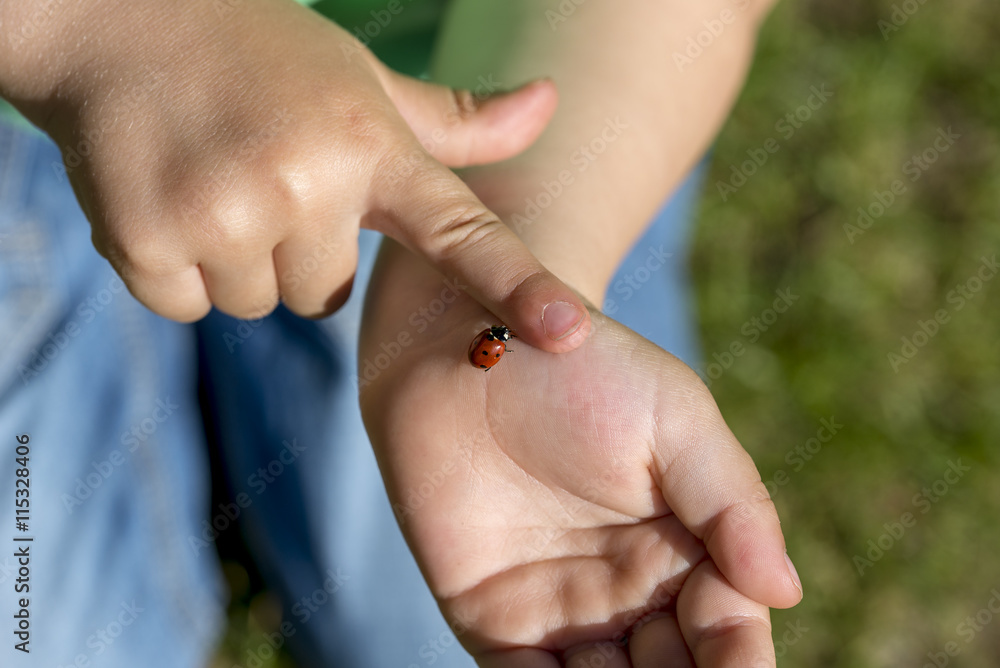 Naklejka premium Young child fascinated by a ladybug