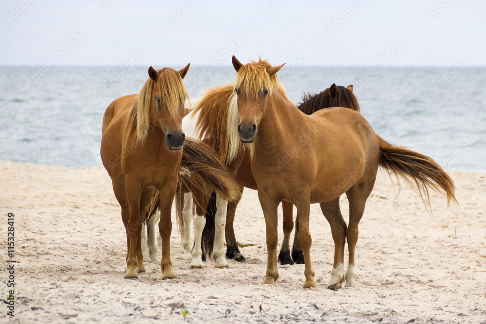 Naklejka premium Wild horses on Beach