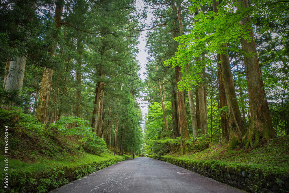 Fototapeta premium Big tree between pathway in Nikko, Japan