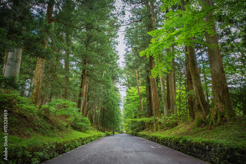Big tree between pathway in Nikko, Japan