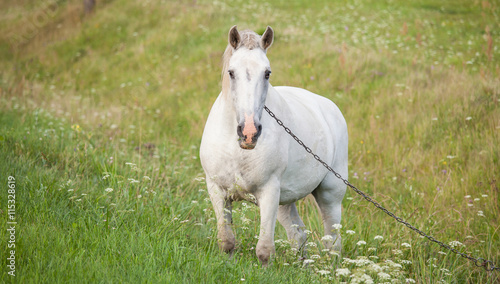 White horse on the meadow