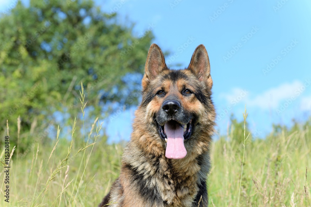 German Shepherd resting on a hill in a summer day
