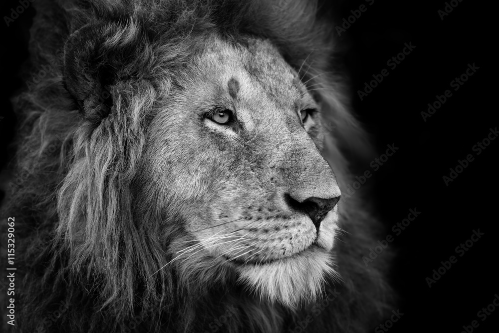 Obraz premium Portrait of a big Lion from Rekero Pride in Masai Mara, Kenya