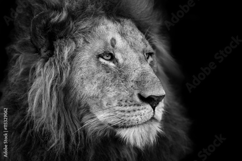 Portrait of a big Lion from Rekero Pride in Masai Mara, Kenya