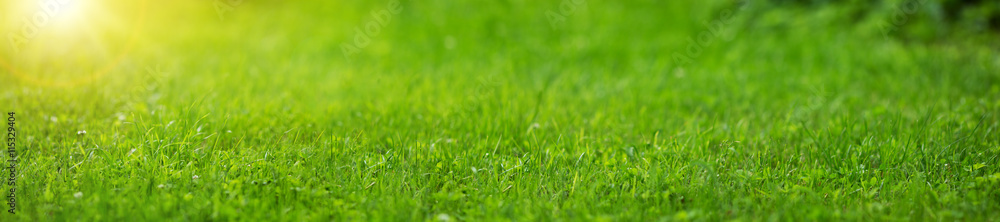 Obraz premium Świeże zielone tło trawy w słoneczny letni dzień