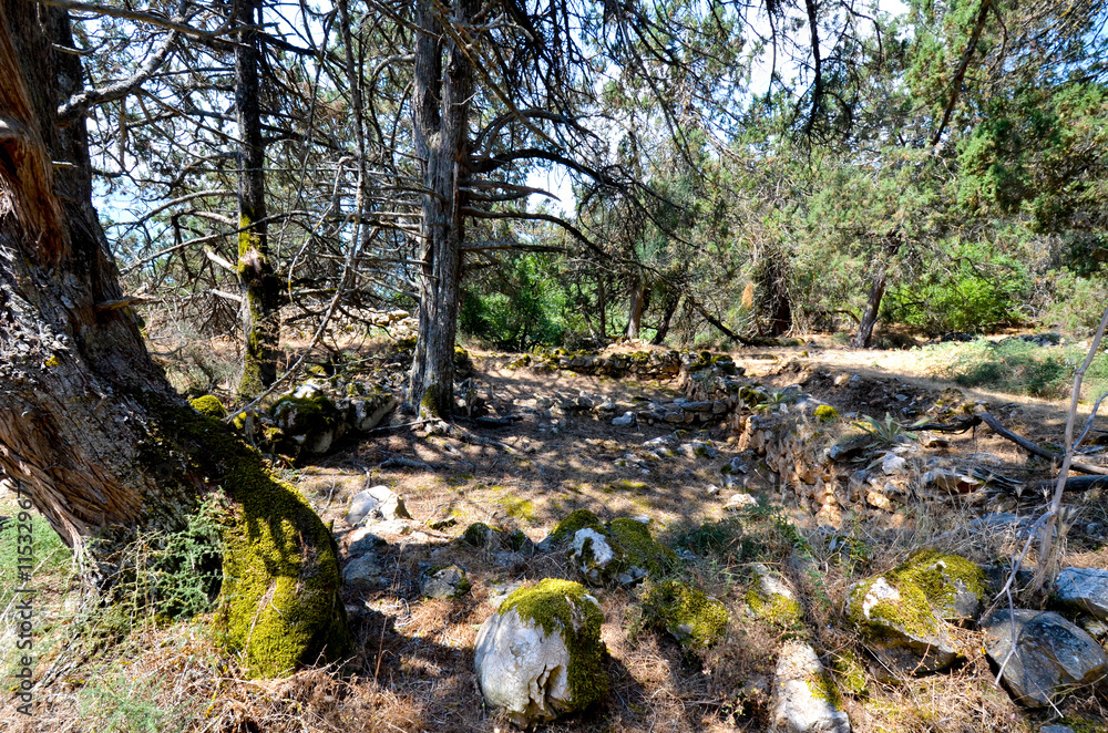 old foetid juniper forest on an island golem grad , lake prespa, macedonia