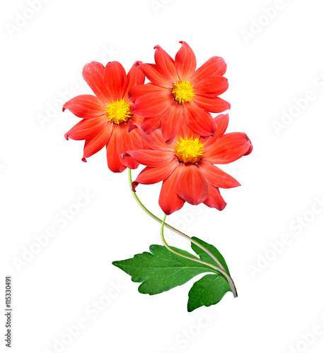 Flowers isolated on white background.