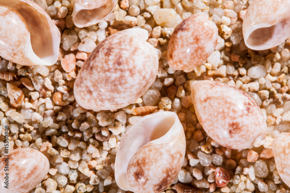Seashells background Seashells background