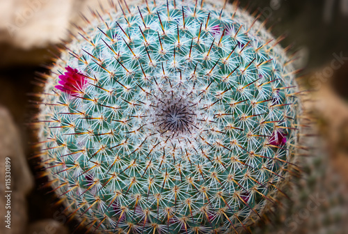 Details of Mammillaria Parkinsonii cactus with thorns photo