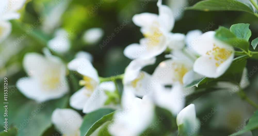 beautiful jasmine white flowers in summer day folcus pull beautiful jasmine white flowers in summer day folcus pull