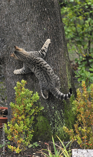 playful cat climbing on the tree