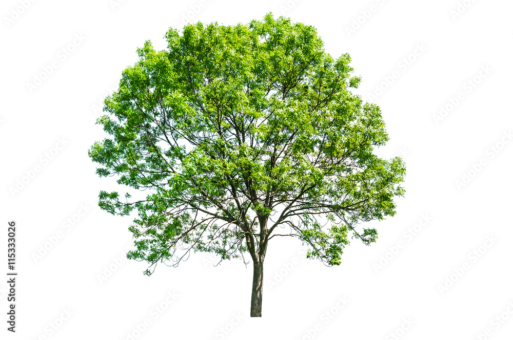 Obraz premium isolated green tree