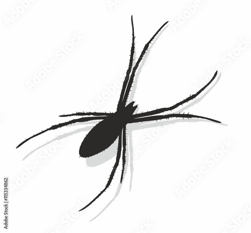 Silhouette of black spider.