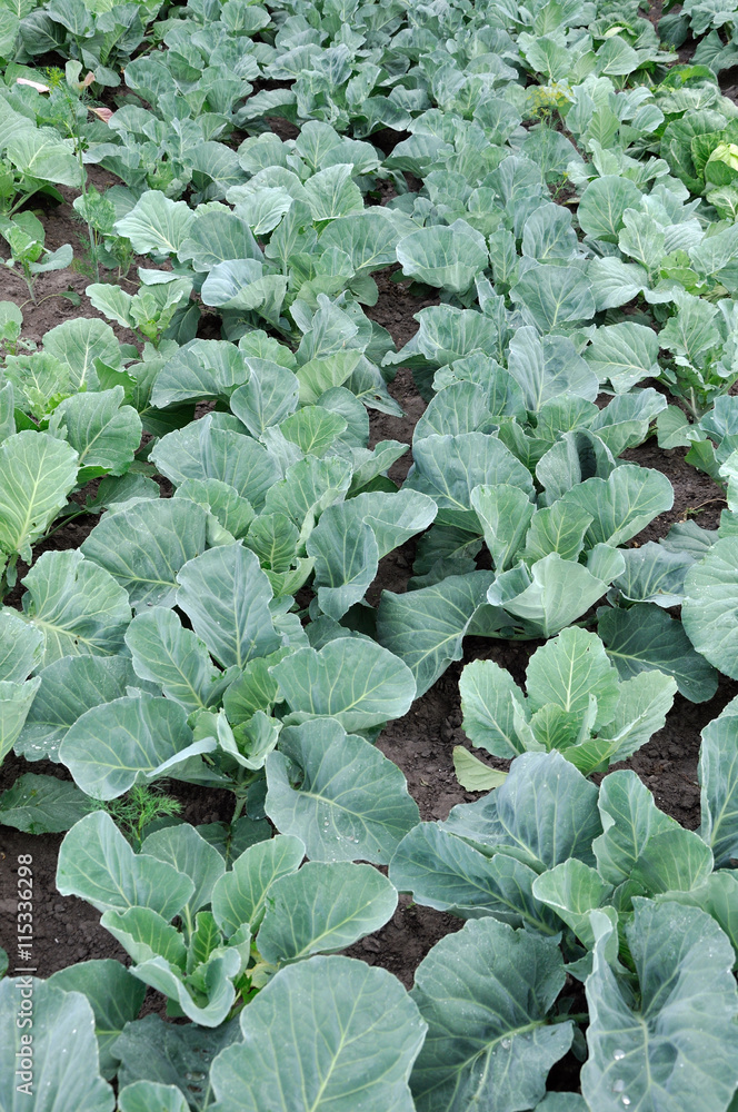 Several rows of young cabbage Several rows of young cabbage