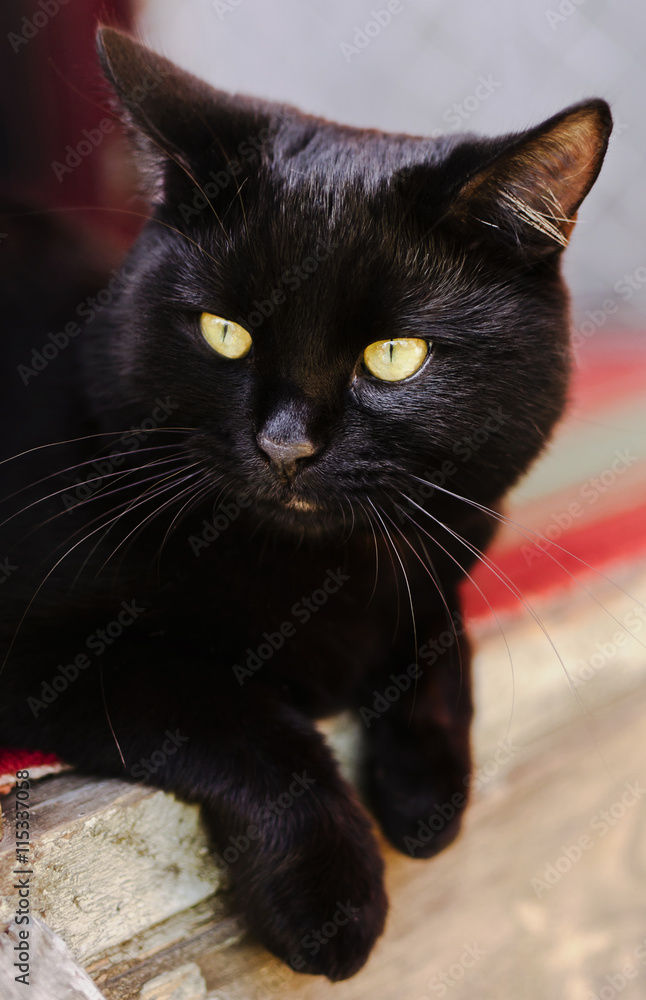 Black cat with yellow eyes, portait