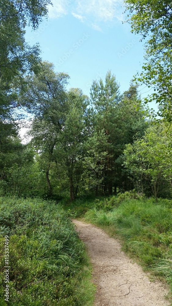 Waldweg im Sommer - Naturweg Waldweg im Sommer - Naturweg