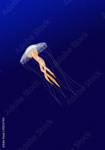 Art abstract painted jelly-fish in deep water © stanslavov