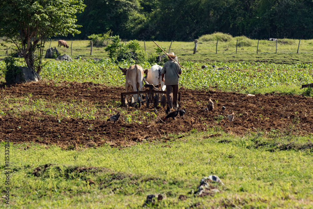 Obraz premium Contadino che lavora i campi con coppia di buoi.