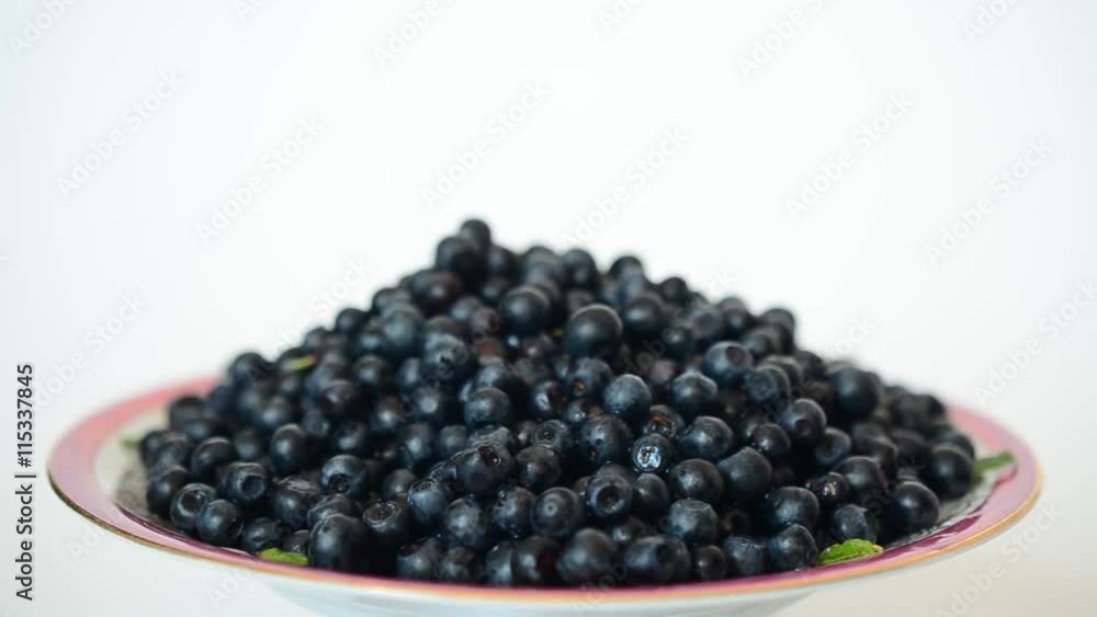 Shooting of bilberry. Wild berries. Shooting of bilberry. Wild berries.