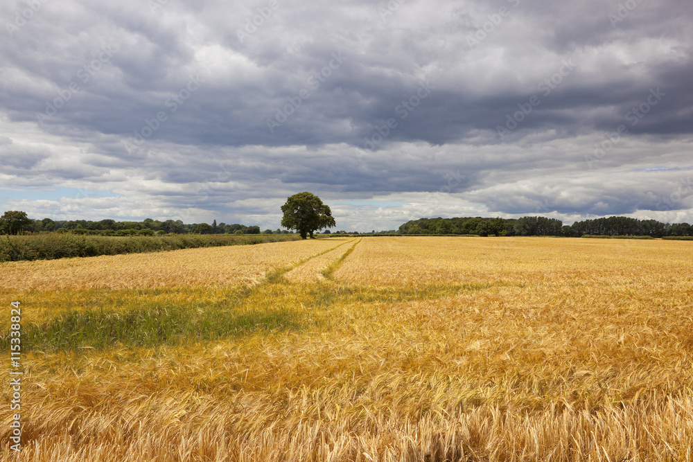 yorkshire barley field in summer