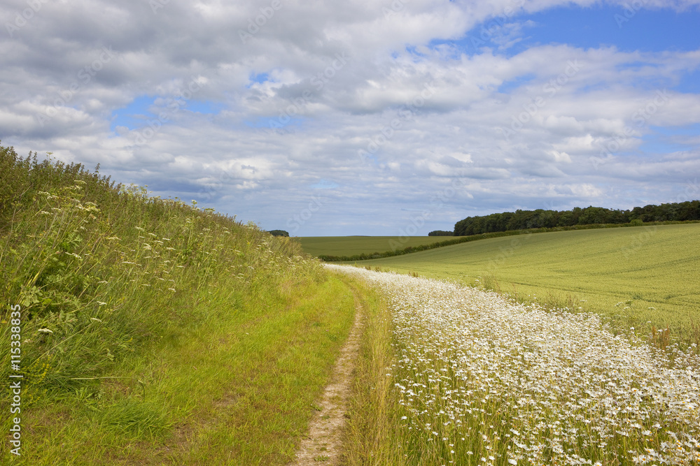 Fototapeta premium bridleway and wildflowers