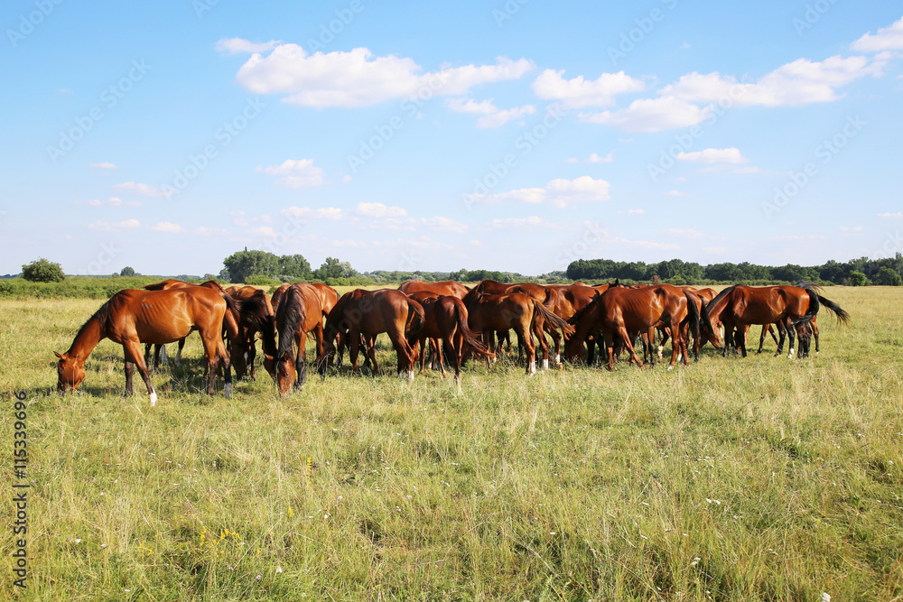 Mares and foals graze on green grass rural scene Mares and foals graze on green grass rural scene