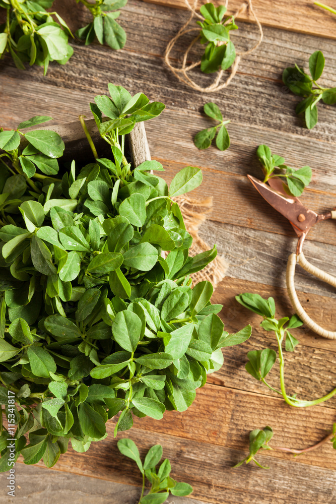 Raw Organic Fenugreek Methi Leaves Raw Organic Fenugreek Methi Leaves