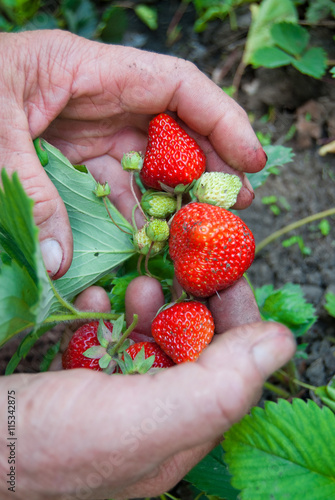 Garden Works - Hands with Strawberry