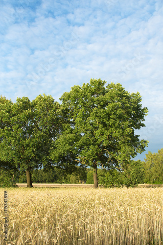 Schäfchenwolken über sommerlichem Getreidefeld, Cirrocumulus, alte Eichen, Quercus, Laubbäume, Sommerwetter, Wolkenhimmel