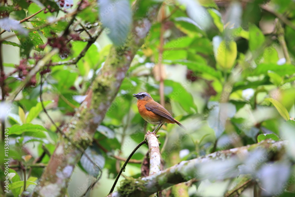 Fototapeta premium Archer's Ground Robin (Cossypha archeri) in Nyungwe National Park,Rwanda