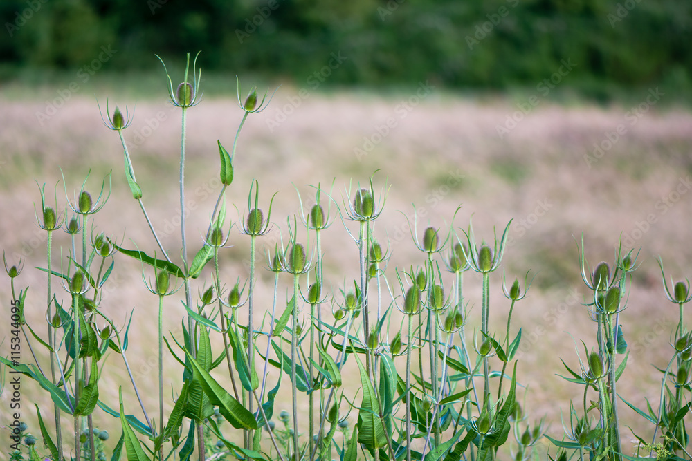 Teasel (Dipsacus fullonum) plants in bud. Prickly flower heads on tall plants in the family Dipsaceae, standing above surrounding vegetation Teasel (Dipsacus fullonum) plants in bud. Prickly flower heads on tall plants in the family Dipsaceae, standing above surrounding vegetation