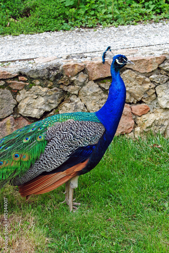 A close-up photo of peacock