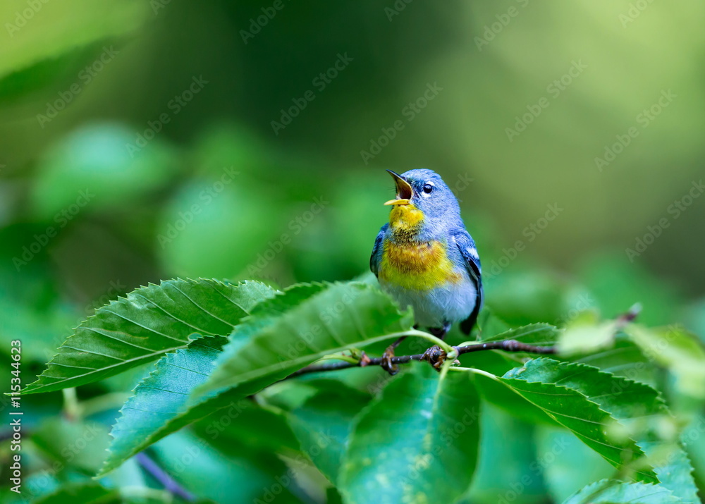 Obraz premium A small warbler of the upper canopy, the Northern Parula can be found in boreal forests of Quebec. It nests in Canada in June and July and after returns south to spend the winter.