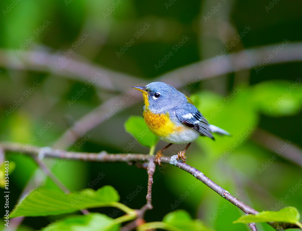 A small warbler of the upper canopy, the Northern Parula can be found in boreal forests of Quebec. It nests in Canada in June and July and after returns south to spend the winter. A small warbler of the upper canopy, the Northern Parula can be found in boreal forests of Quebec. It nests in Canada in June and July and after returns south to spend the winter.