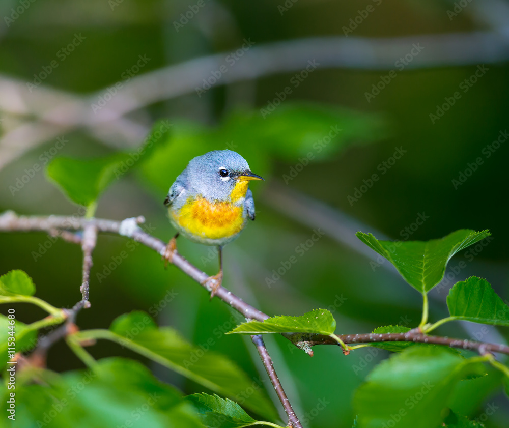 Obraz premium A small warbler of the upper canopy, the Northern Parula can be found in boreal forests of Quebec. It nests in Canada in June and July and after returns south to spend the winter.