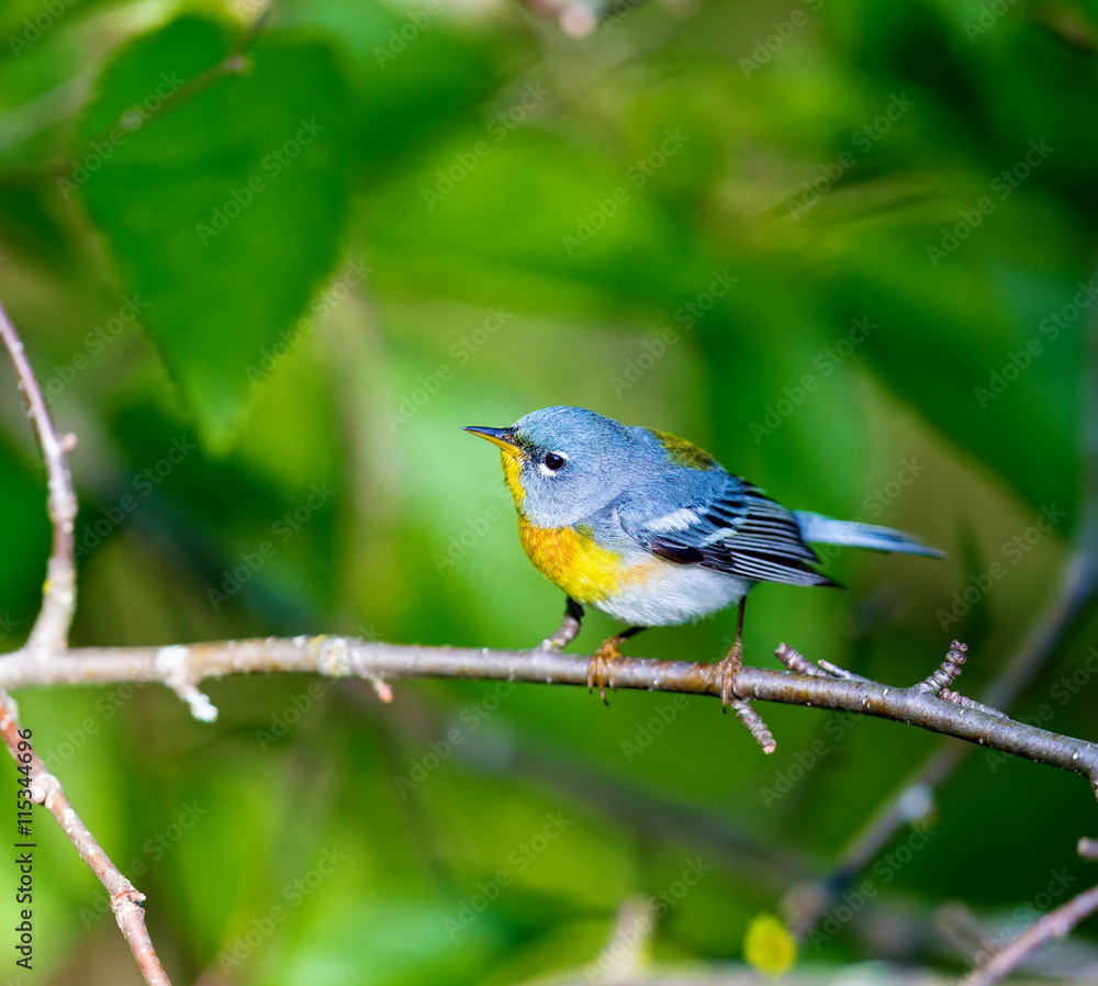 A small warbler of the upper canopy, the Northern Parula can be found in boreal forests of Quebec. It nests in Canada in June and July and after returns south to spend the winter.