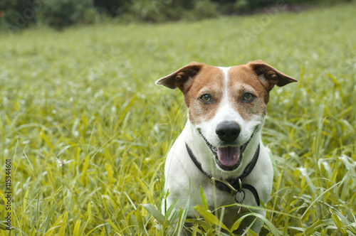 Happy little Jack Russell Terrier dog sitting in the grass