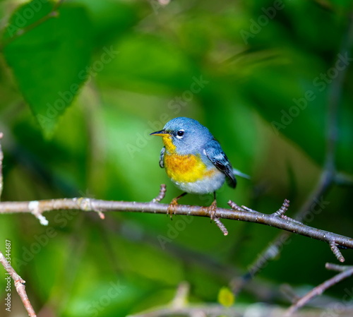 A small warbler of the upper canopy  the Northern Parula can be found in boreal forests of Quebec. It nests in Canada in June and July and after returns south to spend the winter.