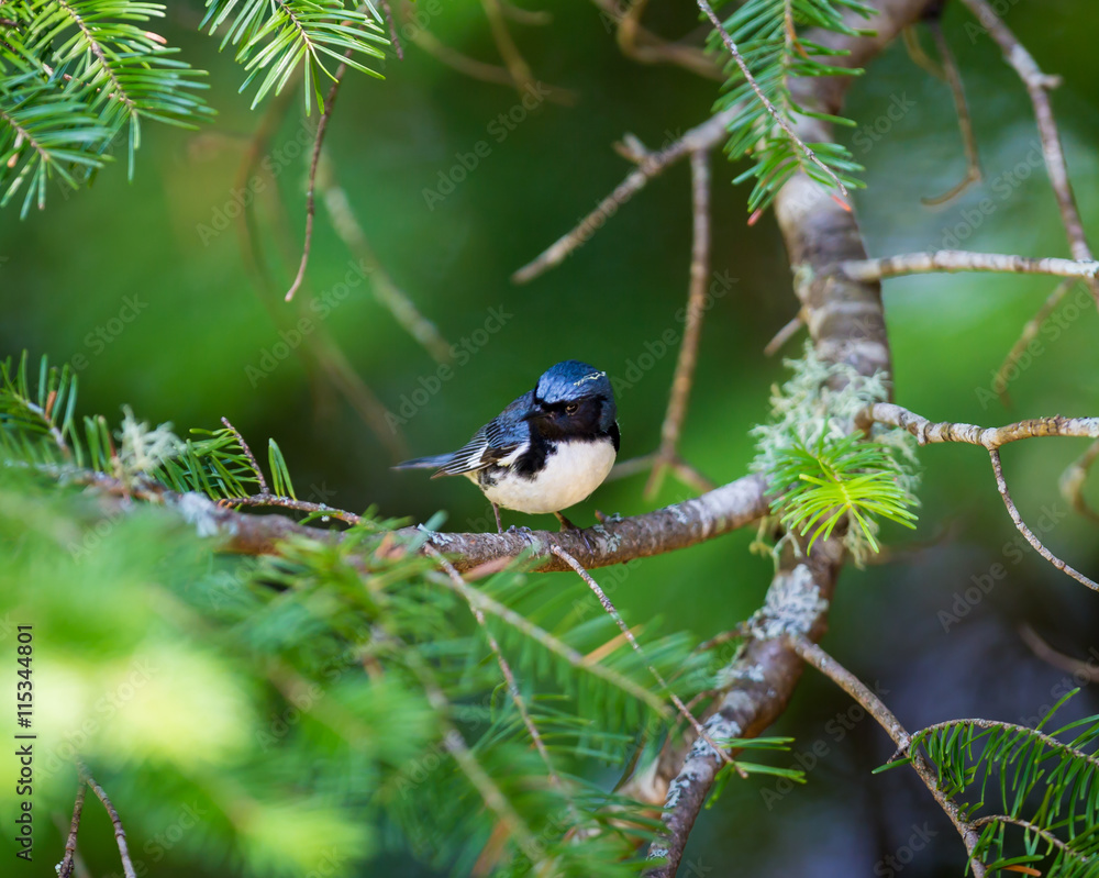 Fototapeta premium The Black Throated Blue Warbler is a handsome and familiar warbler of the northern forests. It migrates to the boreal forests of Quebec Canada in summer where it nests and returns south for the winter