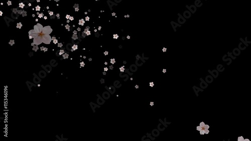 黒背景に桜の花冠が舞う