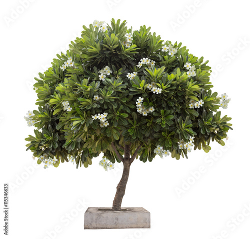 Isolated Plumeria tree with white flowers in a square cement pot on white background