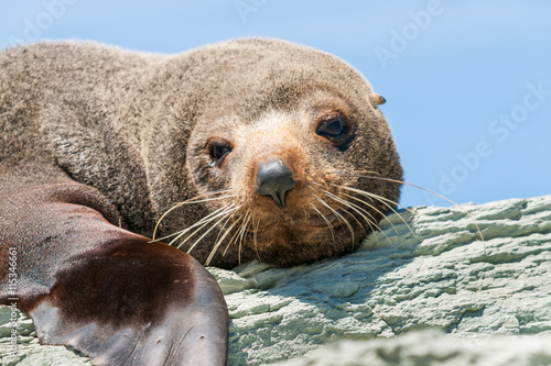 New Zealand Fur seal basking in warmth on rocky coastline ledge. © Brian Scantlebury