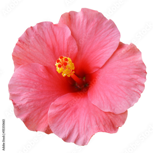 Pink Hibiscus on white background with path