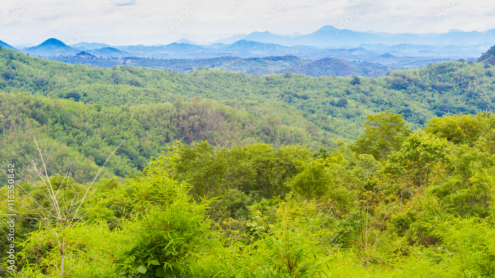 Naklejka premium scenery of forest and mountain