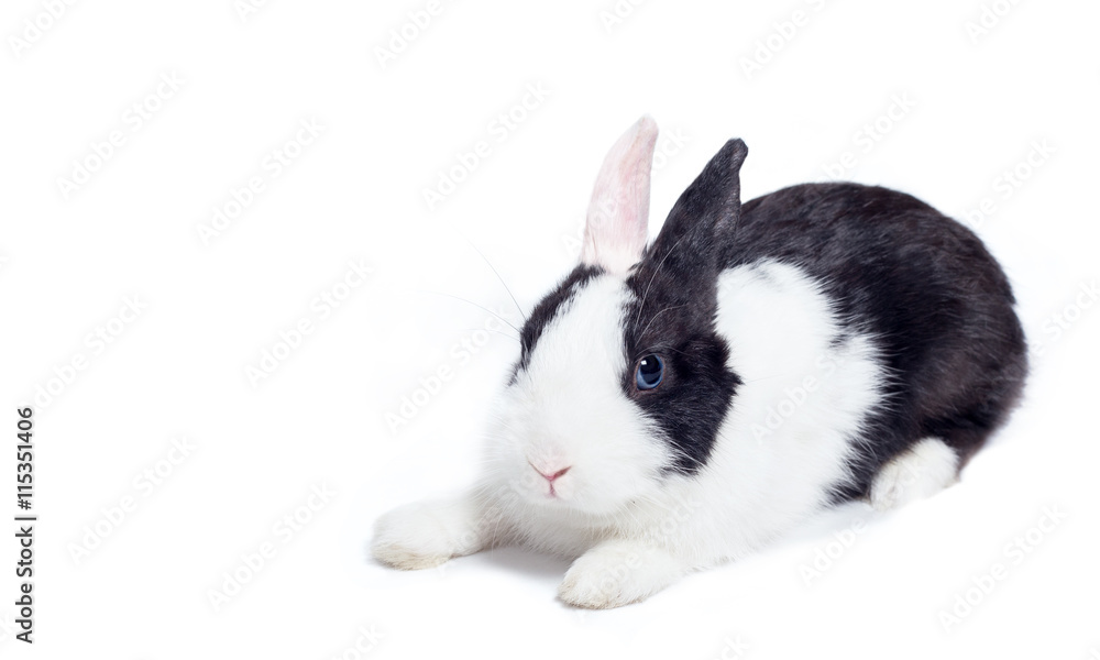 Naklejka premium rabbit crouch laying down isolated on white