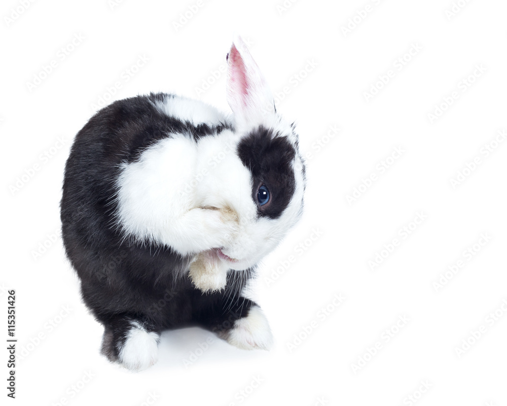 Naklejka premium rabbit clean itself isolated on white