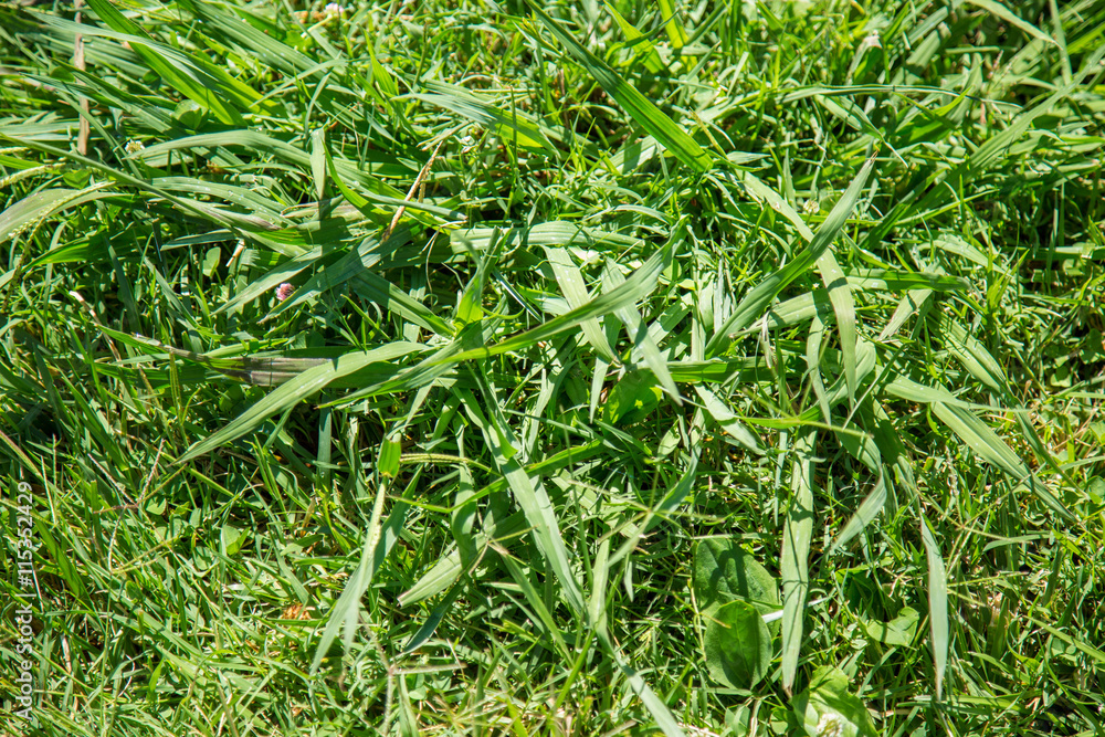 Obraz premium green grass background 