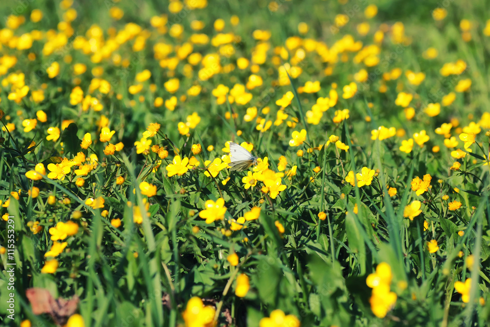 spring grass and flower in a field